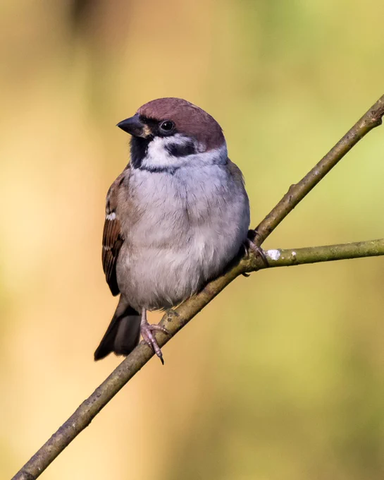 tree sparrow perched on a branch by Alex Hillier