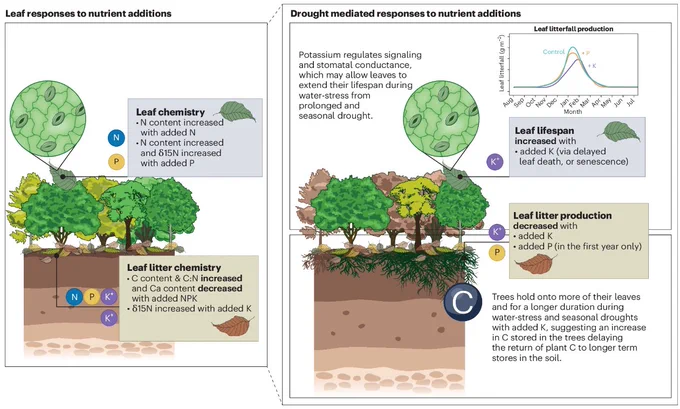 Schematic illustration of the leaf response to multiple added nutrients and drought in an Afromontane forest