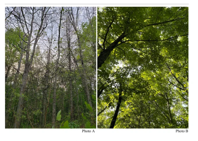 Photos captured at a mature, oak-dominated, deciduous forest part of the Turkey Point Environmental Observatory, north of Lake Erie, Ontario, Canada. Photo A, taken during peak growing season on June 21, 2021, illustrates the extent of defoliation experienced, and Photo B, taken on June 15, 2022 at a near by location, shows the abundance of canopy.