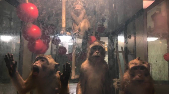 Macacos de cola larga en el laboratorio de Charles River en Escocia. © East Lothian Uncaged