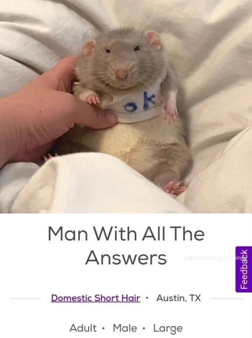A screenshot from a pet adoption website. The rat is named, "Man With All The Answers". The rat is a grey dumbo wearing a shirt that says OK.

Edit by Mr, OG was a cat. Rat posted by monniemints via Pinterest.