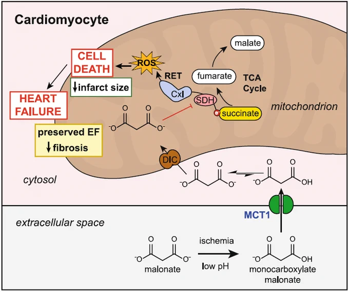Schematic of malonate inhibition of IRI in MI. Ischemia-accumulated
succinate is rapidly oxidized on reperfusion by SDH upon reperfusion. This drives the ROS burst at reperfusion via RET at complex I, which subsequently primes cardiomyocytes for cell death and leads to post-MI HF. Malonate inhibits SDH, slowing down succinate oxidation and ROS production on reperfusion, reducing cell death. Malonate entry into cardiomyocytes can be enhanced by ischemia or low pH, driving the entry of monocarboxylate malonate via MCT1. Whether malonate can prevent post-MI HF by preventing RET-ROS on reperfusion is currently unknown. (MCT1 monocarboxylate transporter 1, DIC dicarboxylate carrier, SDH succinate dehydrogenase, CxI complex I, RET reverse electron transport, ROS reactive oxygen species, TCA tricarboxylic acid cycle, EF ejection fraction)