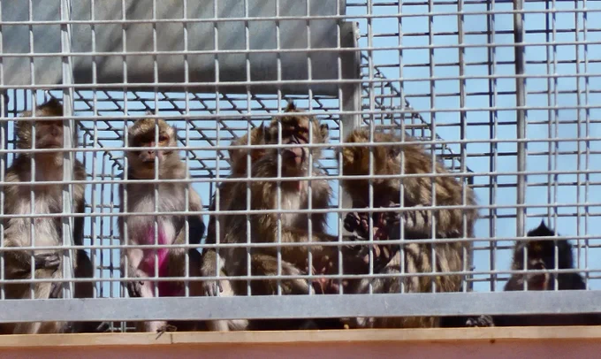 Macacos de cola larga enjaulados en Camarney.