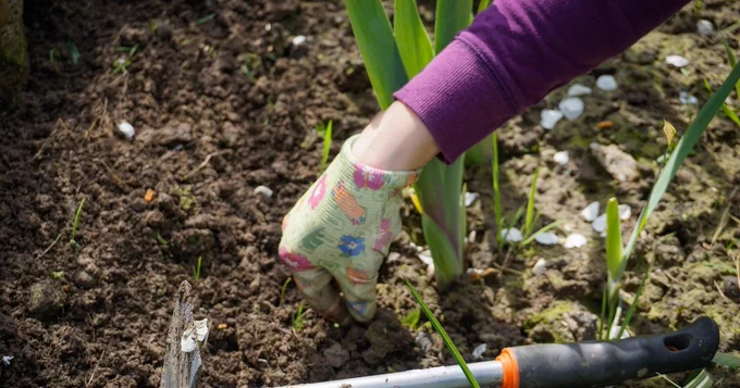 A person wearing a floral patterned glove is planting in the soil with gardening tools nearby.