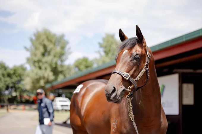 Tivaci x Queen Leonora (Filly)
