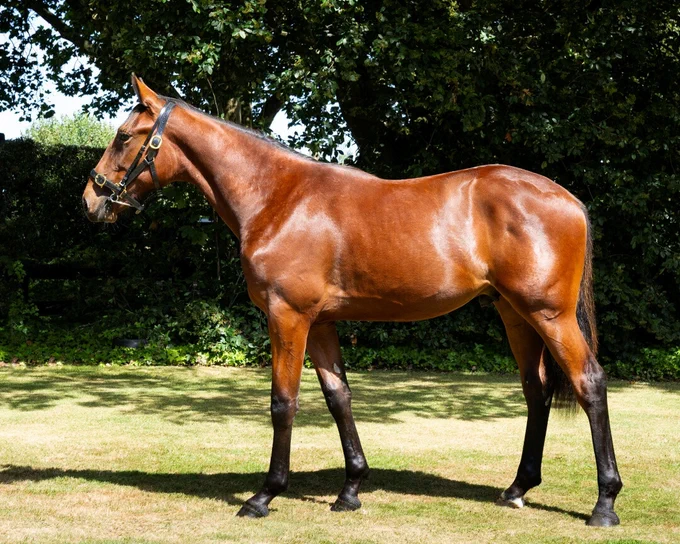 Captain Crunch x Cullens Bet (Colt)