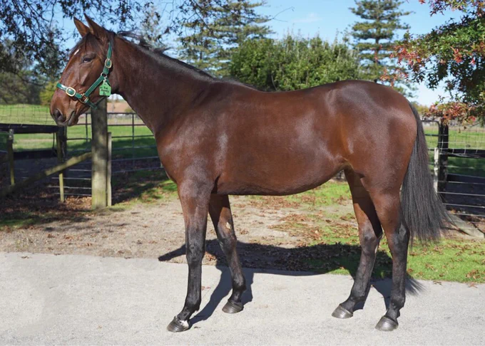 Downbytheseaside x In The Money (Filly)