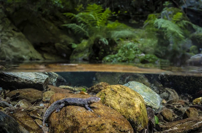 Foto aquàtica d'un mascle de tritó del Montseny occidental. Autor: Iñaki Relanzón / Diputació de Barcelona
