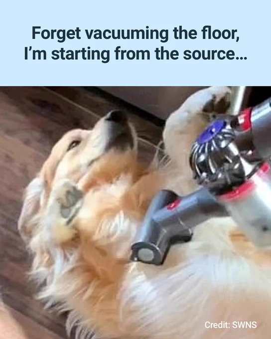 Image of a large dog lying on the floor on its back with a vacuum on them. Text reads 'Forget vacuuming the floor, I'm starting from the source...'