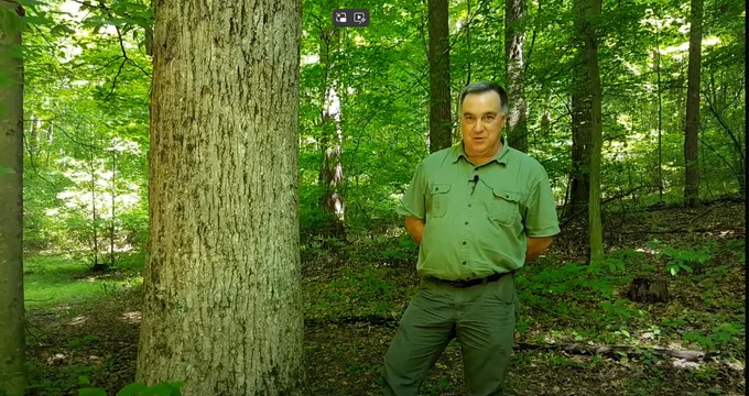 Image of a man standing next to a large white oak. 