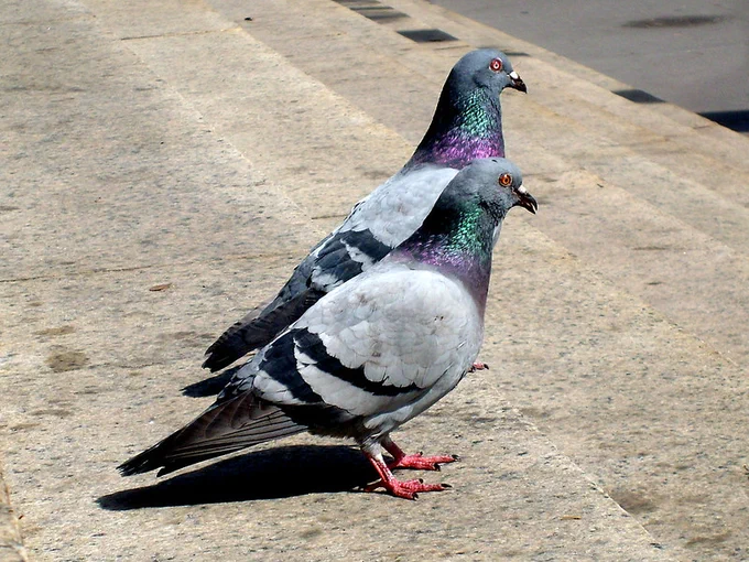 Two feral pigeons on some city steps