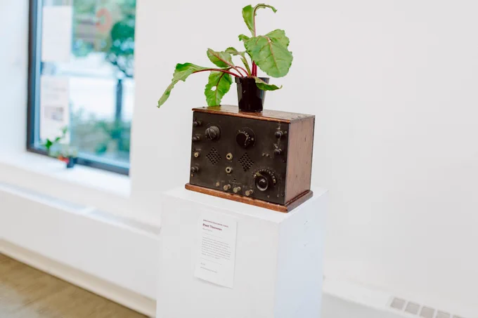 A plant growing on top of a boxy antique theremin.