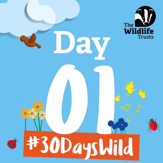 Day 1 #30DaysWild 