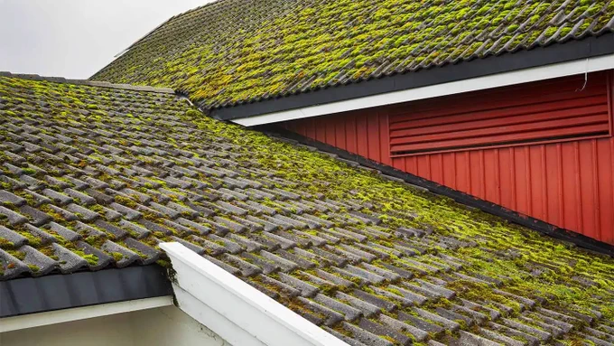 moss on a Vancouver roof