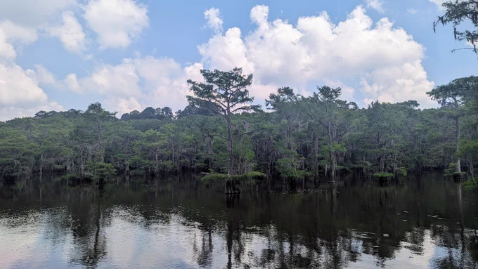 Landscape of Caddo Lake. Trees rise from the water, covered in Spanish moss.