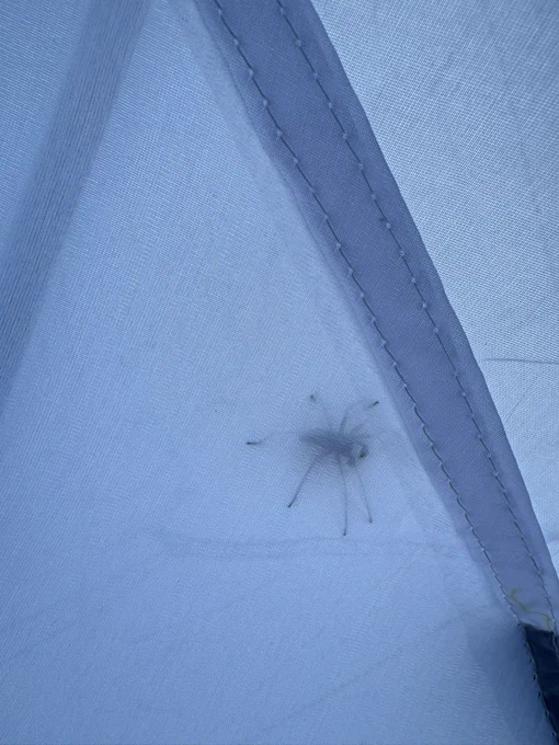 A spider between my inner and outer tent