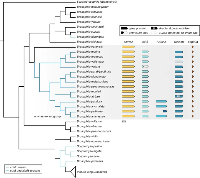 Phylogeny of the Drosophila shows acquisition events of cdtB and aip56 in the lineage. cdtB is found in the D. biarmipes, Scaptomyza, and D. primaeva lineages, and cdtB and aip56 are found in ananassae subgroup species. The genes are syntenic and highly conserved across ananassae subgroup species.