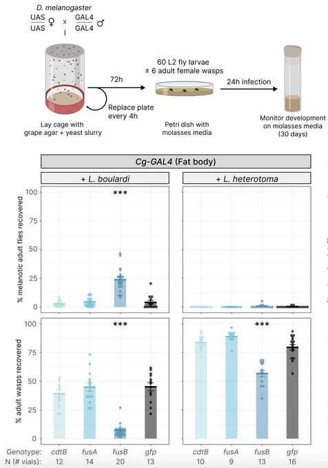 In this experiment, groups of 60 larvae were parasitized by 6 female parasitoid wasps and monitored for development over 30 days. We found that expression of fusionB in the fat bodies and hemocytes of larvae led to ~7X increase in fly survival and ~7X decrease in wasp survival against Leptopilina boulardi wasps, and a ~30% decrease in wasp survival against Leptopilina heterotoma wasps. 