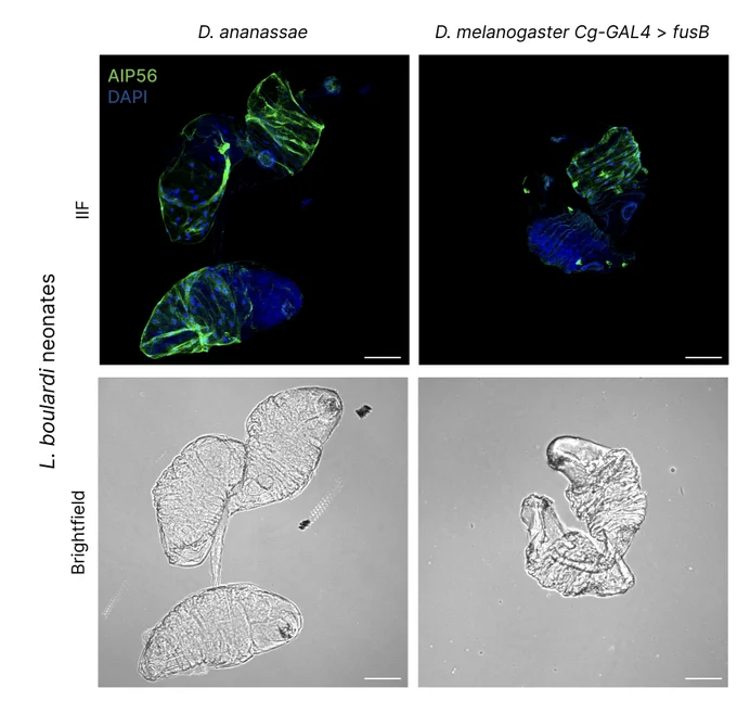 Indirect immunofluorescence images demonstrating localization of Fusion protein to L. boulardi neonate serosal tissue in both D. ananassae and D. melanogaster. The serosal tissue plays a key role in wasp development by sequestering nutrients from the host and modulating host physiology.