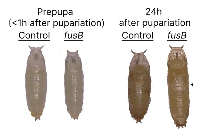 Photos of pupae constitutively expressing fusionB and control pupae. Flies that express fusionB constitutively die at early pupal stages. 