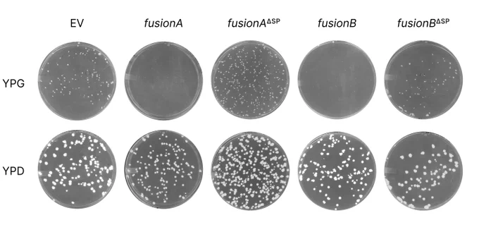 Plate scans of yeast showing growth defects when full-length FusionA and FusionB are expressed.
