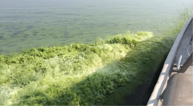 Green scum from a cyanobacterial harmful algal bloom in western Lake Erie. 