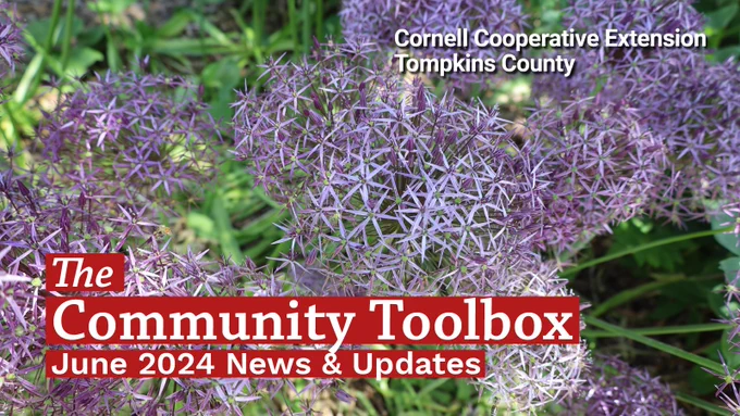 Round clusters of star shaped flowers with overlaid text "The Community Toolbox, June 2024 News and Updates."