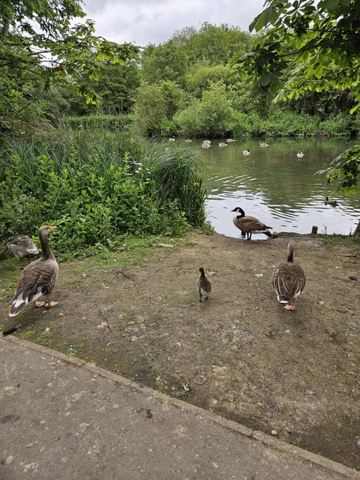 A greylag gosling amongst adult geese 