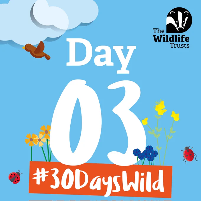 Day 3 #30DaysWild 