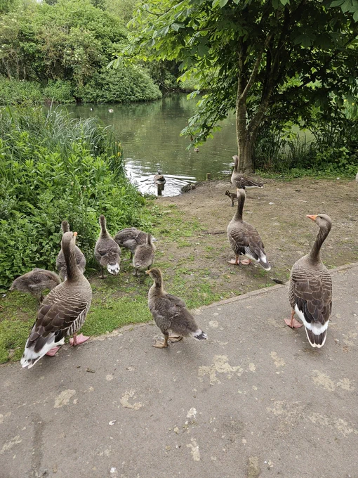 Goslings and geese