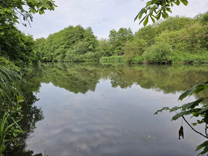 Reflections of trees on lake surface 
