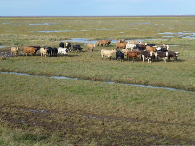 Photo of cattle grazing on salt marshes. Credit: Richard Humphrey