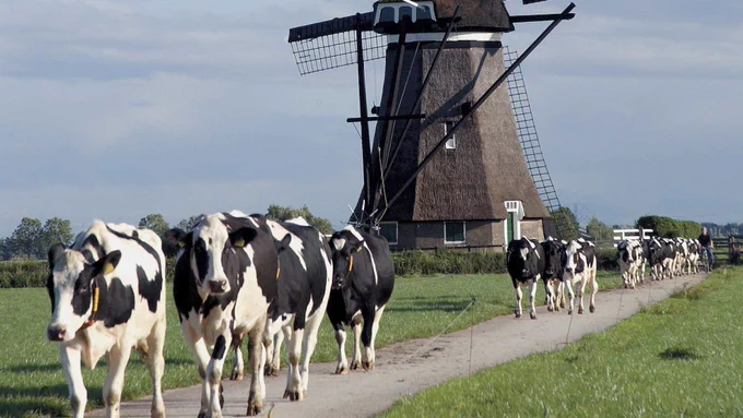 Photo of Dutch black and white cows in front of a windmill