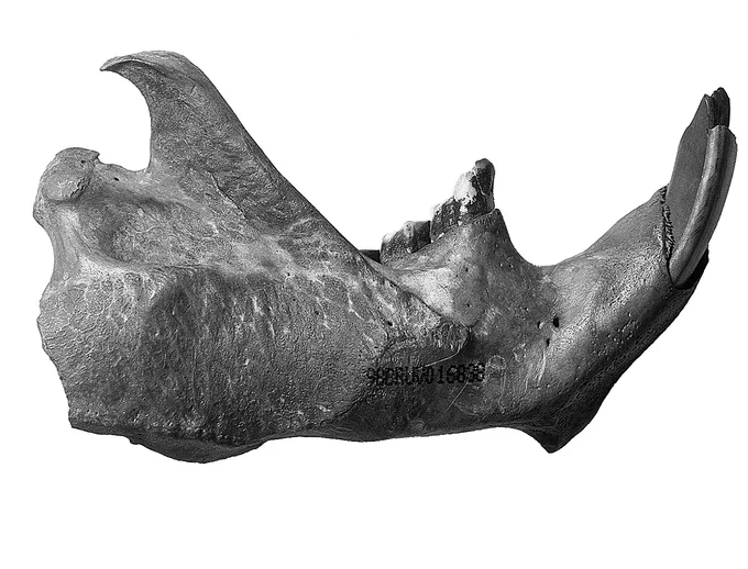 Bw photo of a beaver mandible from a Swifterbant site. Credit: Wijngaarden-Bakker et al 2001