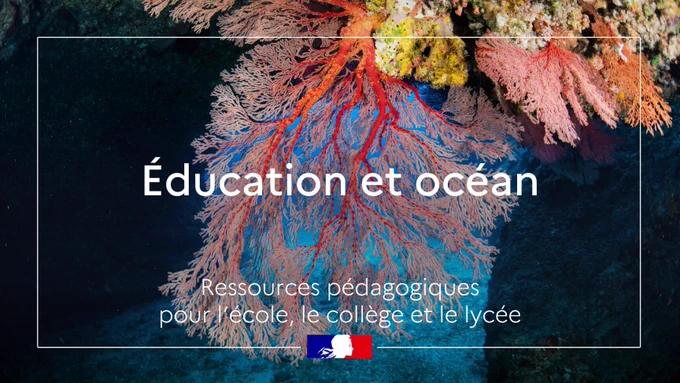 Éducation et océan
Ressources pédagogiques pour l’école, le collège et le lycée

Visuel d'illustration : photographie sous-marine d'une colonie de gorgones rouges