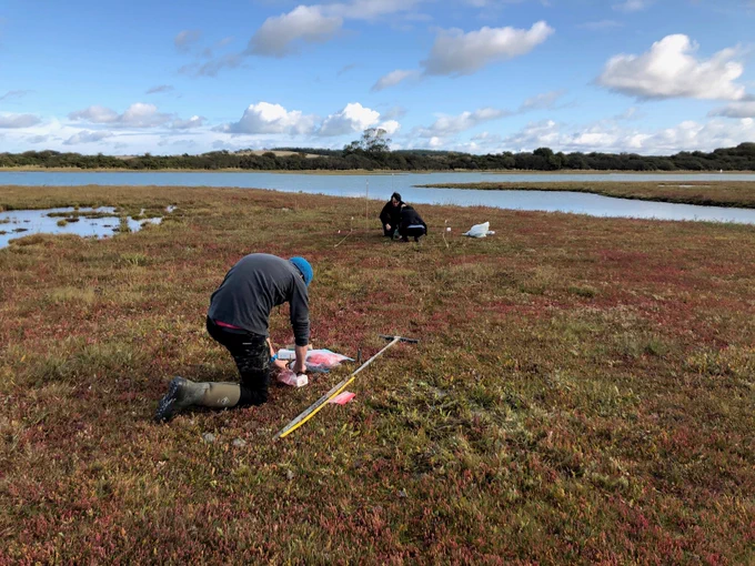 C-SIDE researchers collecting carbon samples at one of the project salt marsh study sites.