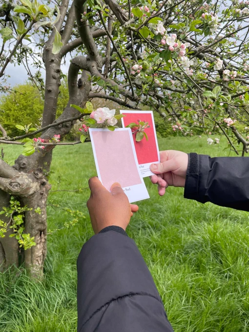 Pink cards being held up to apple tree blossom. Participants were matching the colours of the cards to the colours of leaves and apple blossom. Both photos taken by Rachel at St Nicks.