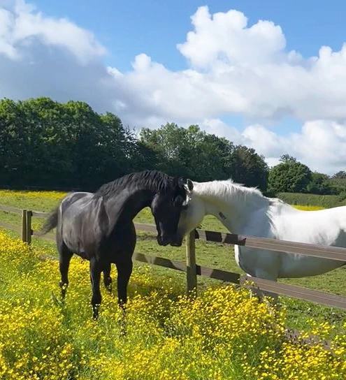 Two horses, one black and one white, touch noses over a fence.