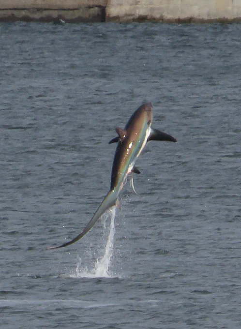 Common thresher shark AKA fox shark (alopias vulpinus) jumping out of water
