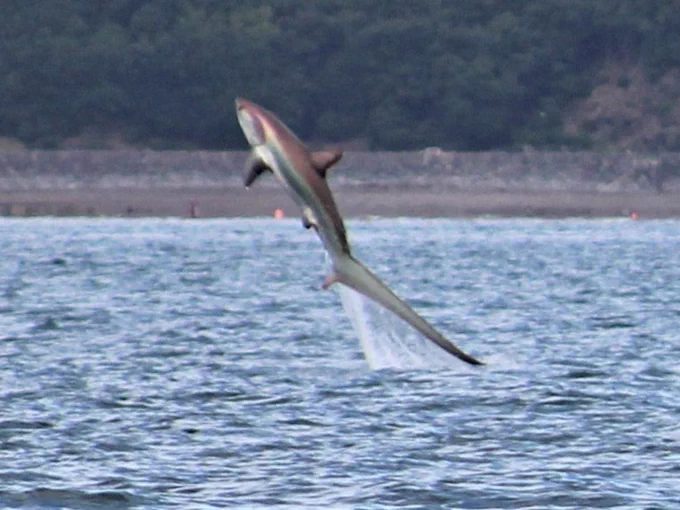 Common thresher shark (alopias vulpinus) breaching