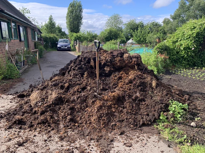 A photo of a large pile of horse manure with two garden forks stuck in it