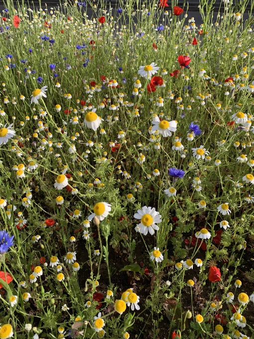 A photo of wild flowers, including poppies, daisies & cornflowers
