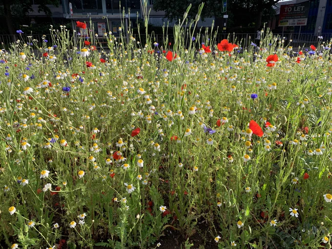 A photo of wild flowers, including poppies, daisies & cornflowers
