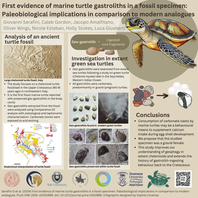 Graphical abstract about turtle fossil paper