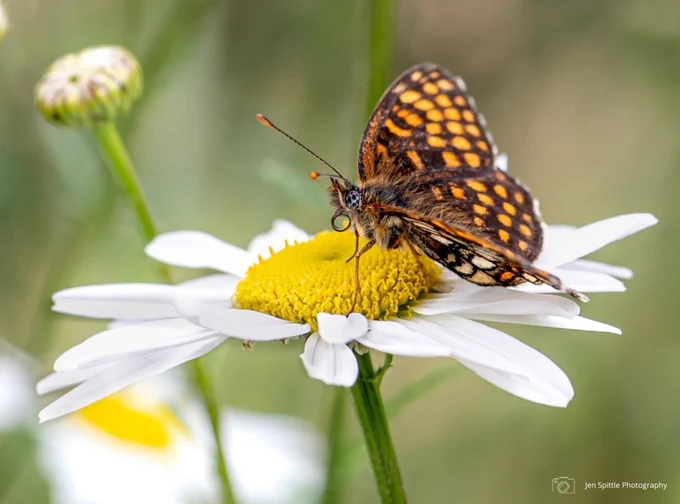 Heath Fritillary butterfly resting on an oxeye daisy. Photo credit Jen Spittle Photography