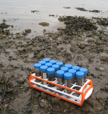 Mud Samples from Mussel bed along the River Conwy