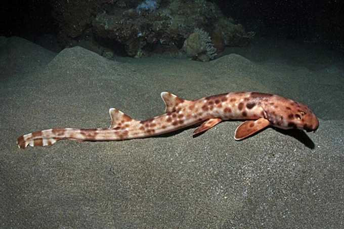 Halmahera Epaulette Shark (Hemiscyllium halmahera) on a sandy substrate near a tropical reef