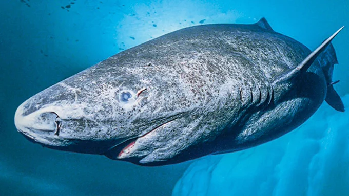 Greenland Shark (Somniosus microcephalus) swimming in the ocean under sea ice
