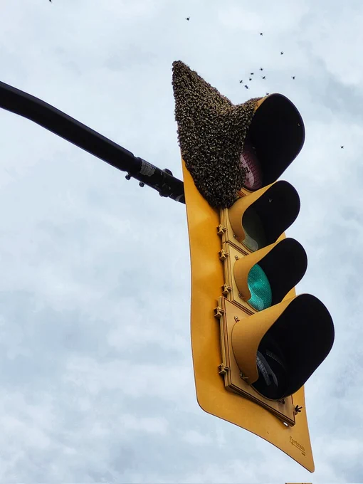 Swarm of bees partially covering a traffic light.
