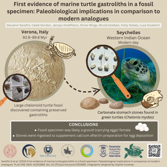 Graphical abstract about turtle fossil paper